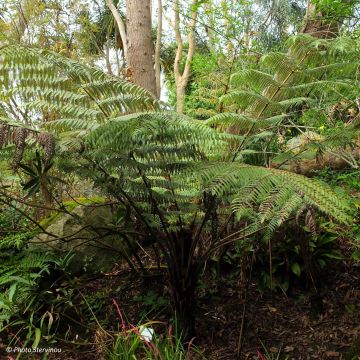 Saniaispuu - Cyathea dealbata