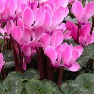 Syklaami - Cyclamen persicum