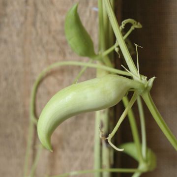 Herkkuhyppykurkku Caigua luomu - Ferme de Sainte Marthe
