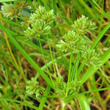 Kiiltosädekaisla - Cyperus glaber