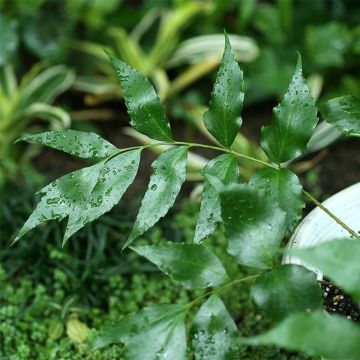 Mahoniasaniaiset - Cyrtomium devexiscapulae