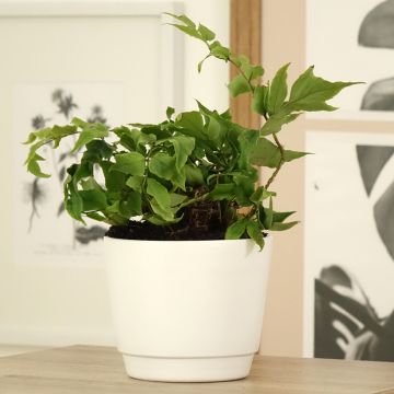 Mahoniasaniaiset - Cyrtomium fortunei var. clivicola