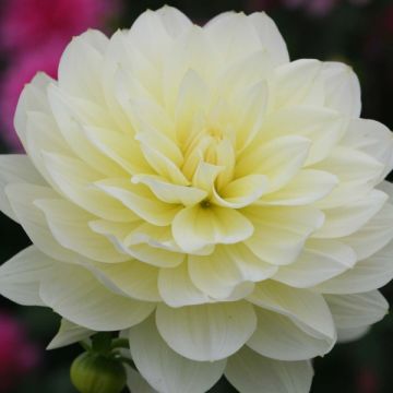 Kameliadaalia Dahlia Vanilla