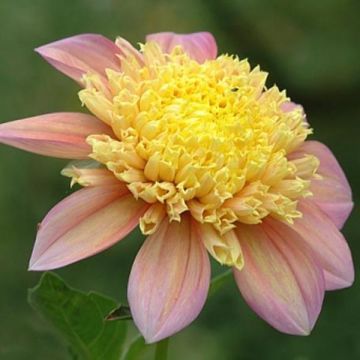 Vuokkodaalia Dahlia Honey