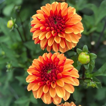 Pallodaalia American Sunset