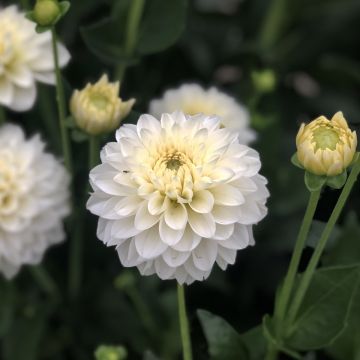 Pallodaalia Polar Ice