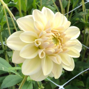 Koristedaalia Caramel Antique