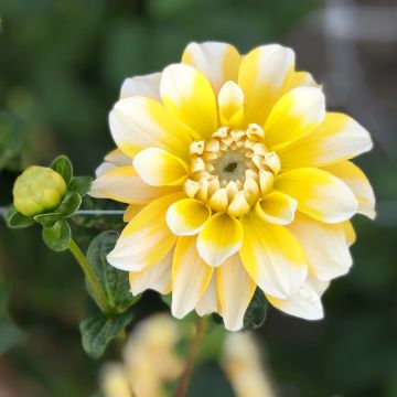 Koristedaalia Lemon Cane