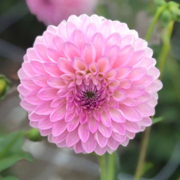 Koristedaalia Sefton Silvertop