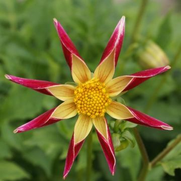 Honka-daalia Tahoma Moonshot