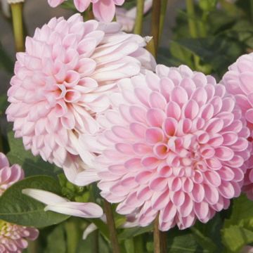 Kääpiödaalia Pink Jewel
