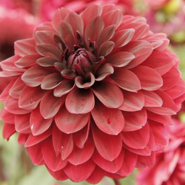 Koristedaalia Red Devil