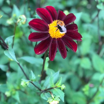 Maisemadaalia Still Going Strong