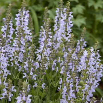 Niittysalvia Fashionista Vanity Flair