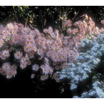 Krysanteemi Hillside Pink Sheffield