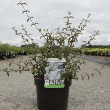 Nietospensas - Deutzia monbeigii