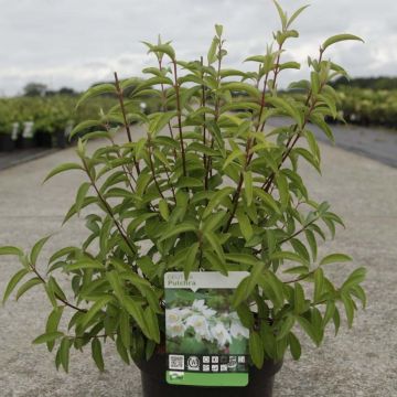 Nietospensas - Deutzia pulchra