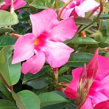 Maljaköynnös Diamantina Opale Fuchsia Flammé