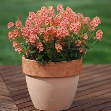 Mätäsdiana Sundascia Up Peach