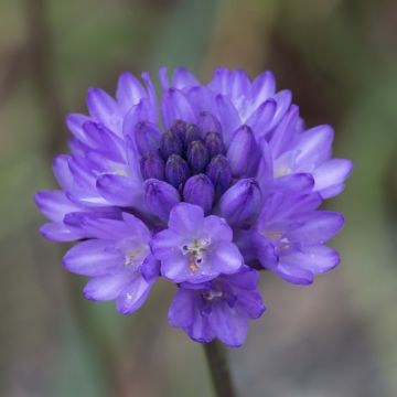 Tiukukukka - Dichelostemma congestum