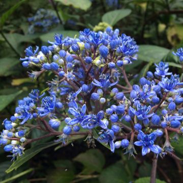 Dichroa febrifuga Marie