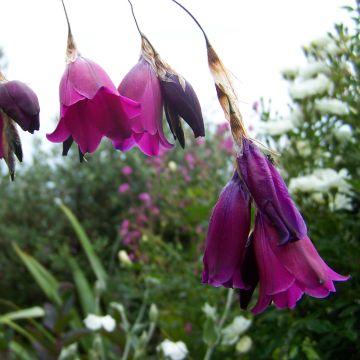 Kaario Blackberry Bells