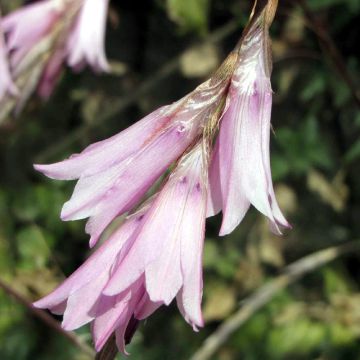 Kaario Pink Rocket