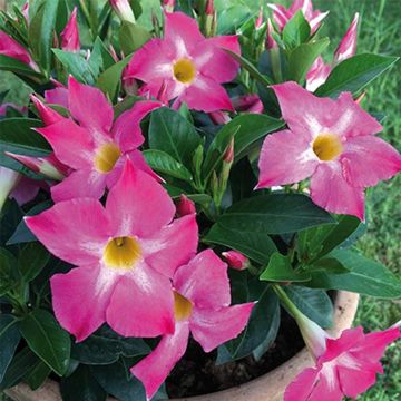Maljaköynnös BELLA Pink Star