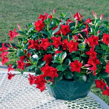Maljaköynnös Diamantina Jade Scarlet