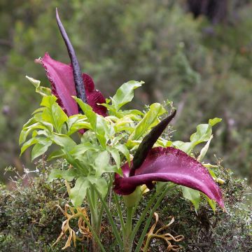 Kreikanlohikäärmevehka - Dracunculus vulgaris