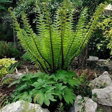 Alvejuure - Dryopteris crassirhizoma