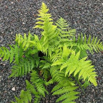 Alvejuure - Dryopteris stewartii