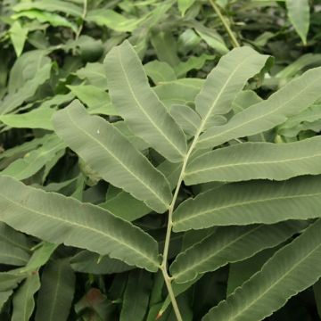 Alvejuure - Dryopteris sieboldii