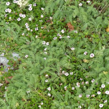 5 Lippia nodiflora ja 5 kampakärsämö -duo