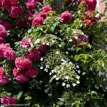 Pitsi-duo - Ruusu Laguna + hortensia petiolaris
