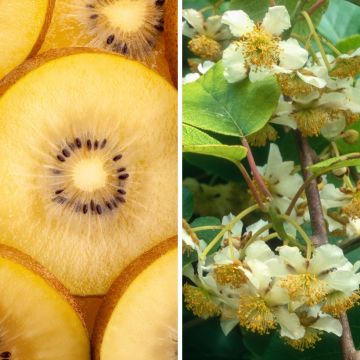 Keltainen kiw'Happy-kiivikokoelma, uros ja naaras