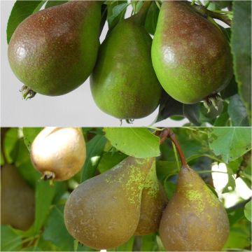 Päärynäduo maljamuodossa