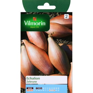Banaanisalottisipuli Zebrune - Vilmorin