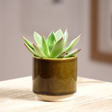 Kuultomehiruusuke Red Tip