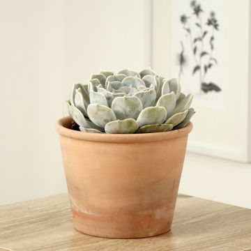 Mehiruusukkee - Echeveria lilacina