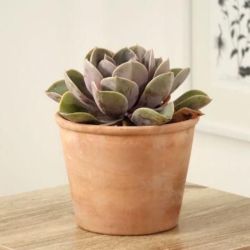 Mehiruusukkee Perle Von Nürnberg