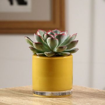 Mehiruusukkee - Echeveria pulidonis