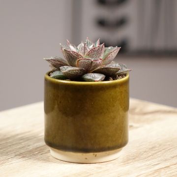 Mehiruusukkee - Echeveria purpusiorum