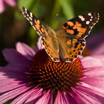 Kaunopunahattu purppura - Echinacea purpurea