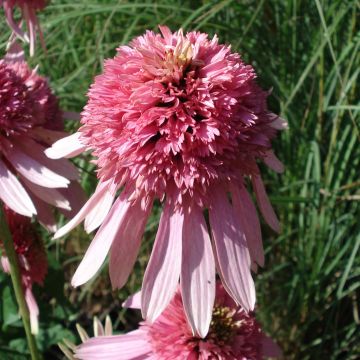 Kaunopunahattu Pink Double Delight