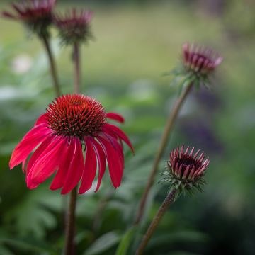 Kaunopunahattu Sombrero Baja Burgundy