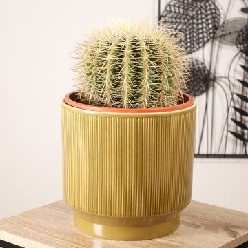 Kultasiilikaktus - Echinocactus grusonii var. albispinus