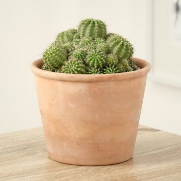 Pallokaktus - Echinopsis multiplex