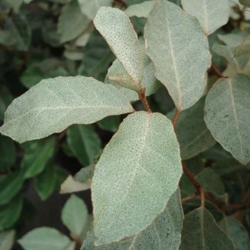 Hopeapensas - Elaeagnus ebbingei