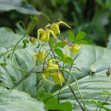 Varjohiippa - Epimedium davidii